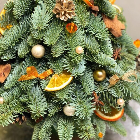 Нобилис – самое новогоднее растение после елки
