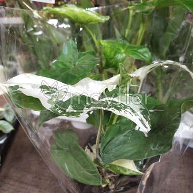 Сингониум Подофиллум Albo variegata. 15/35