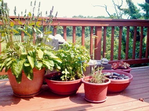 Комнатные растения на открытом воздухе: вредно или полезно?