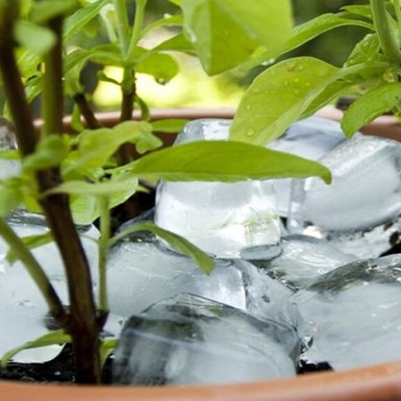 Талая вода и прочие секреты полива комнатных растений