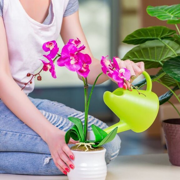 Уход за орхидеей – любимицей флористов и ботаников