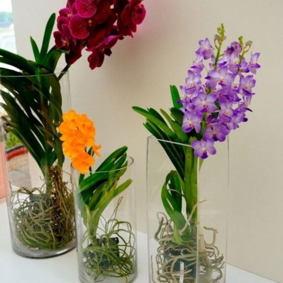 Орхидея Ванда – уход за орхидеей в домашних условиях, можно ли ее вырастить дома?