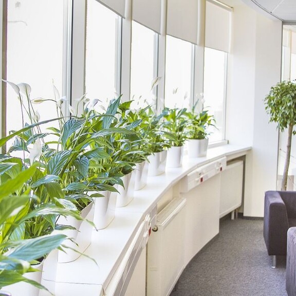 Неприхотливые растения для озеленения офиса