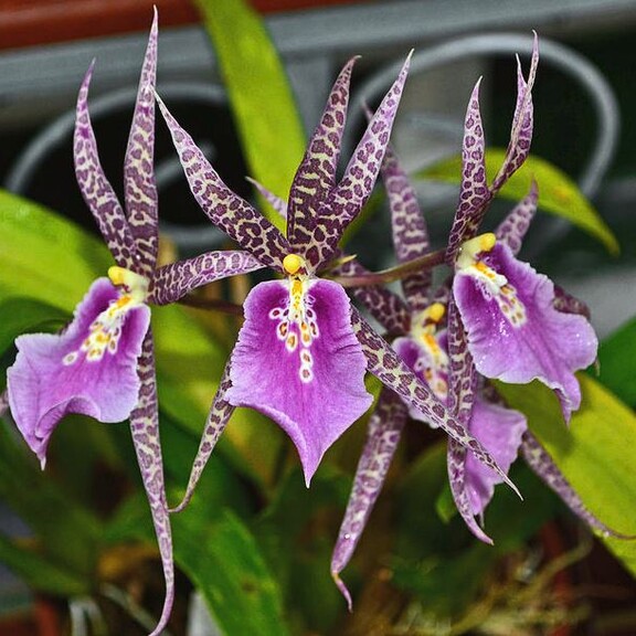 Орхидея Брассия в домашних условиях