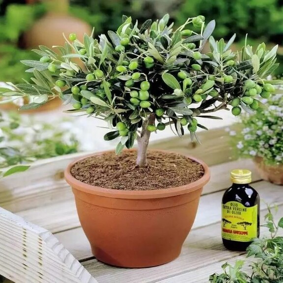 Можно ли вырастить оливки у себя дома?