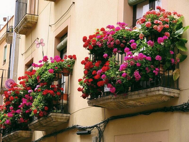 цветы на балкон купить москва