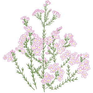 Ваксфлауэр