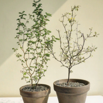 Корокия Корокия