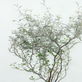Корокия Корокия