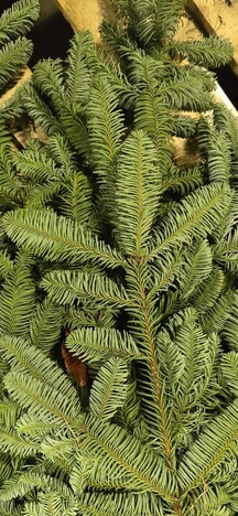 🌿Лапник нобилис в наличии оптом и в розницу🌿