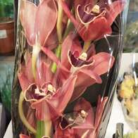 Орхидея Цимбидиум микс 50 