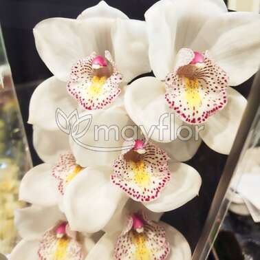 Орхидея Цимбидиум вайт 80 