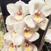 Орхидея Цимбидиум вайт 80 