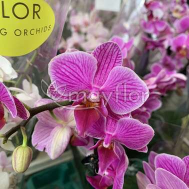 Орхидея 6190 Фаленопсис гибрид микс 6/25