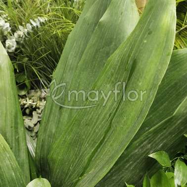 Зелень Аспарагус Green 45