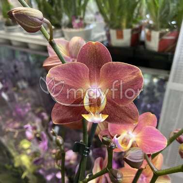 Орхидея Фаленопсис 2 pp Horizon 12/55