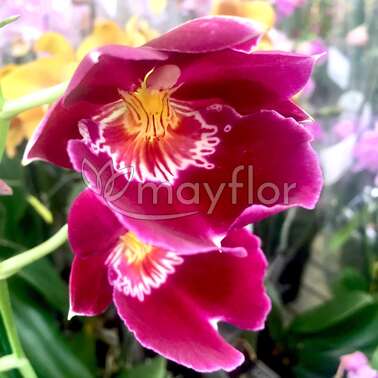Орхидея Мильтония микс 1 рр Miltonia 12/55 Орхидея Мильтония микс 1 рр Miltonia 12/55