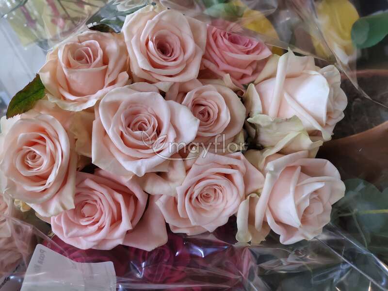 Роза кимберли россия гвоздика цветы купить москва