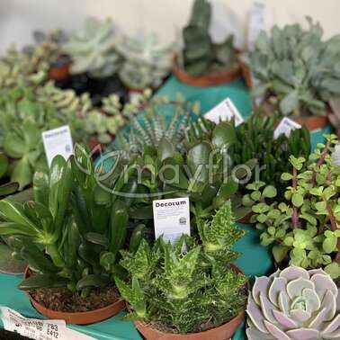Суккулент Микс 8/18 Суккулент Микс 8/18
