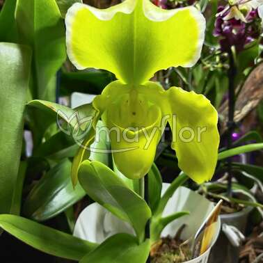 Орхидея Пафиопедилум Американ гибрид with sleeve 12/30