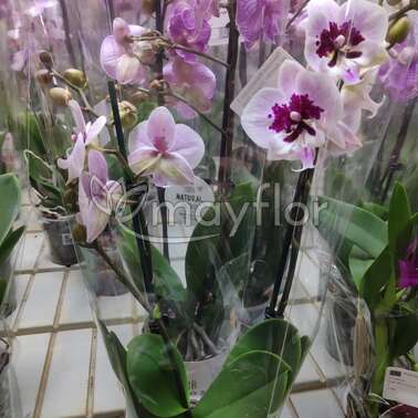 Орхидея Фаленопсис 2 рр roze biglip 12/55