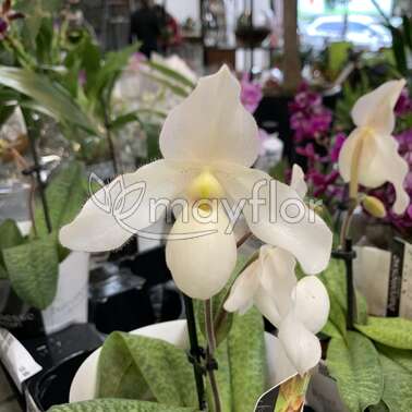Орхидея Пафиопедилум Deepele white 10/40