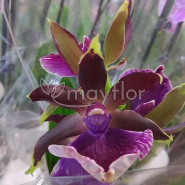 Орхидея Зигопеталум 1 рр Impasto Green 12/40 Орхидея Зигопеталум 1 рр Impasto Green 12/40