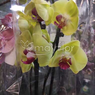 Орхидея Фаленопсис Sin-Yaun Gold Beaut 2рр 12/65