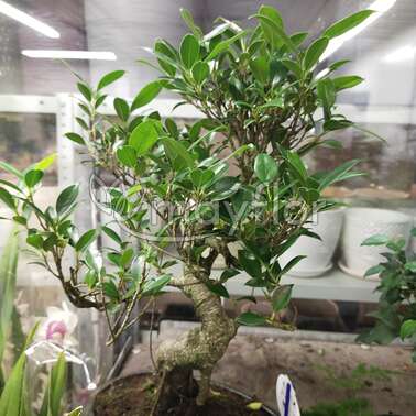 Бонсай Микс shape 29/45 Бонсай Микс shape 29/45