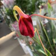 Орхидея Масдеваллия Veitchiana red 2-3рр 12/50 