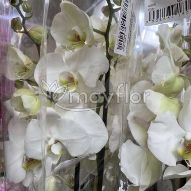 Орхидея Фаленопсис White 3pp 12/75