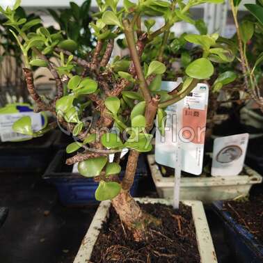 Бонсай Микс Tree Pot 12/25 Бонсай Микс Tree Pot 12/25