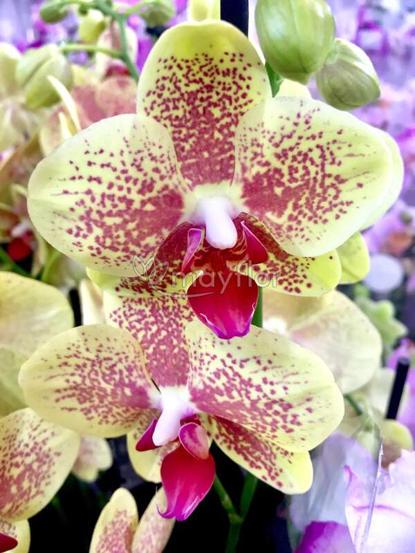 орхидея пульсация