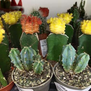 Миртиллокактус 6929 MYRTILLOCACTUS GEOMETRIZANS 6/10 Миртиллокактус 6929 MYRTILLOCACTUS GEOMETRIZANS 6/10