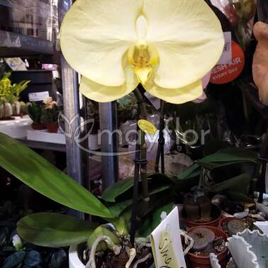 Орхидея Фаленопсис Синголо микс  9/35