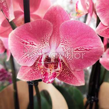 Орхидея Фаленопсис 2 pp Tarragon Heart  12/55