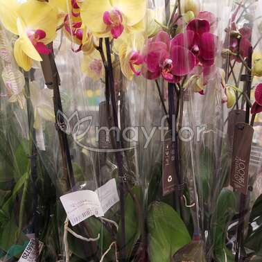 Орхидея Фаленопсис Sin-Yaun Golg Beaut 2pp 12/65