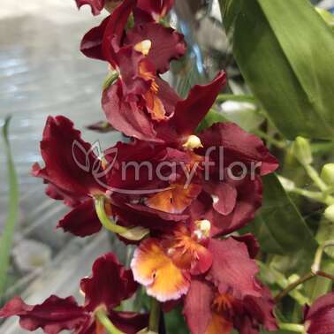 Орхидея Камбрия 1рр Purple Princess 12/55