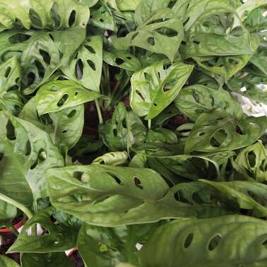 Монстера Адансони Monstera Monkey Leaf 6/15 Монстера Адансони Monstera Monkey Leaf 6/15