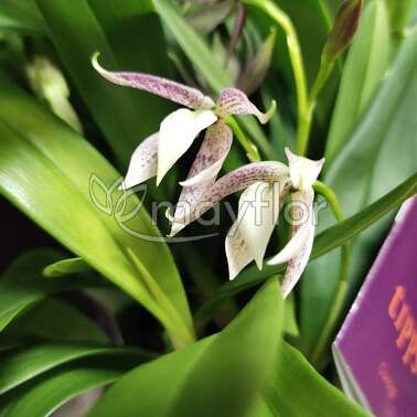 Орхидея Энциклия Orchidee encyclia 12/45
