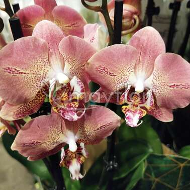 Орхидея Фаленопсис 3pp Tarragon Heart  12/55