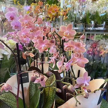 Орхидея Фаленопсис 2 pp Aroma Odorion 12/35