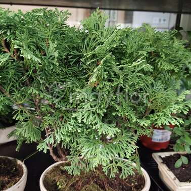 Бонсай Можжевельник Juniperus Oval 20/30