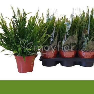 Нефролепис Грин Леди Green Lady 17/60