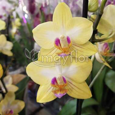 Орхидея Фаленопсис 3 pp Buttercup 12/55