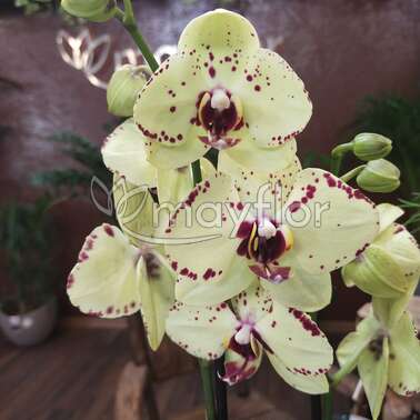 Орхидея Фаленопсис Albufeira 2 pp 12/55