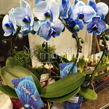 Орхидея Фаленопсис Blue bow painted  12/45