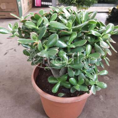 Крассула Портулаковая Crassula Portulaca (толстянка) 30/60