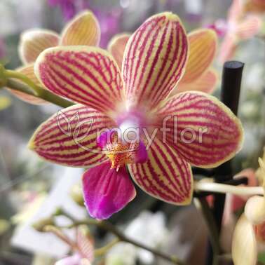 Орхидея Фаленопсис Cerise Gem 3pp 12/40
