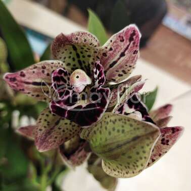 Орхидея Цимбидиум Magic Vogel 5-6 pp 14/80